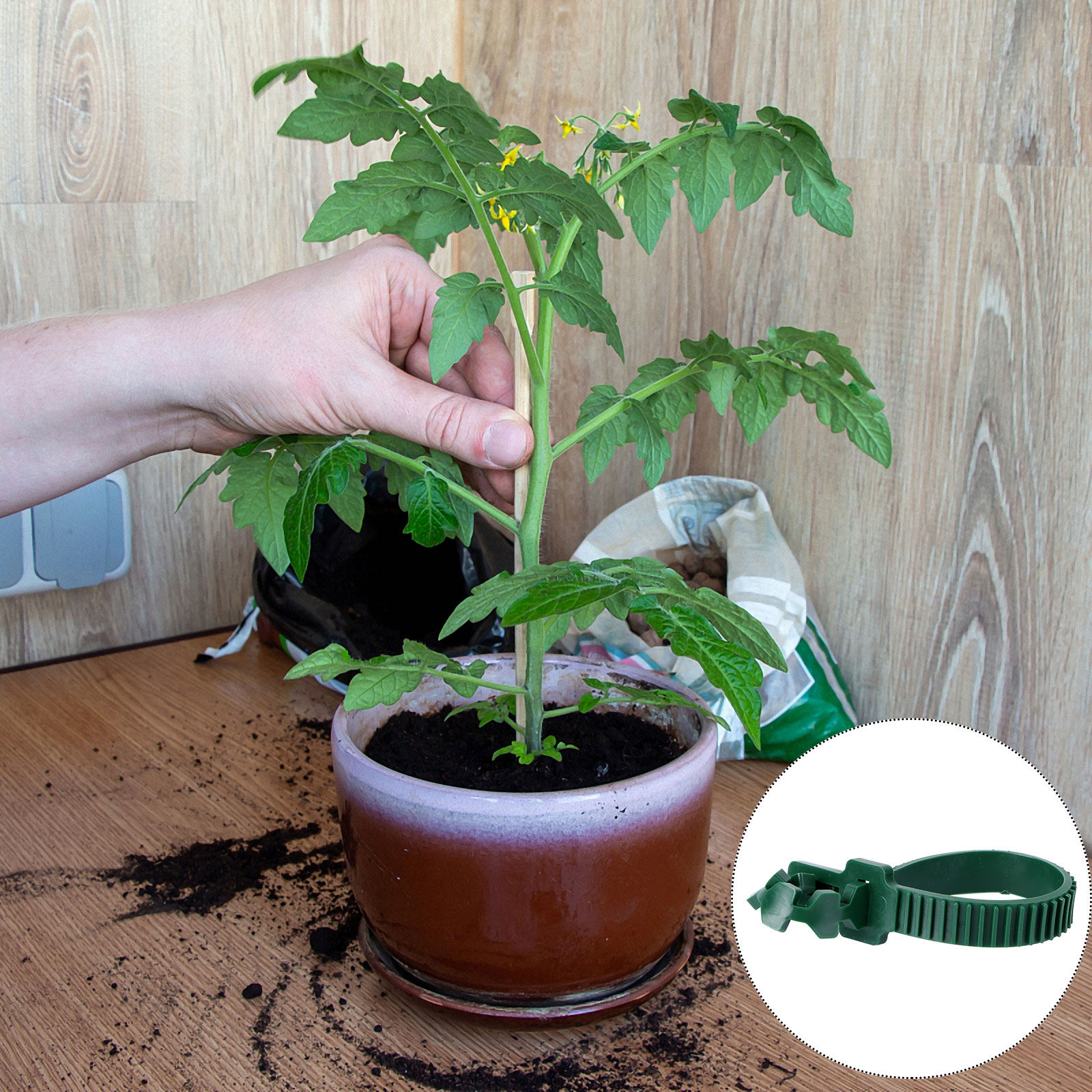 20Pcs Vine Fixing Buckle Garde - Plants X 评论和价格